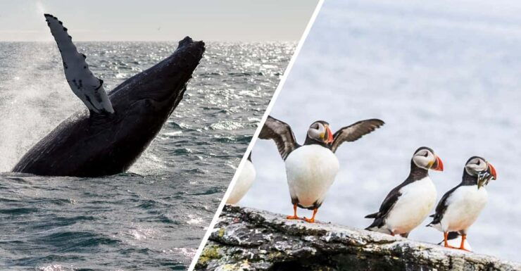 Reykjavik: Whale Watching and Puffin Excursion - Wildlife Experience