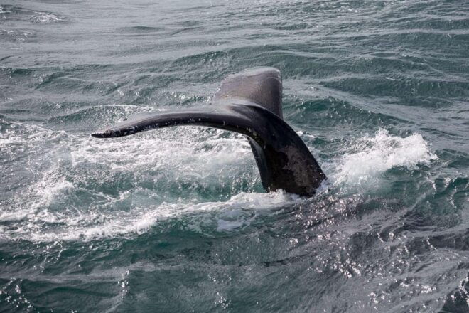 Reykjavik: Whale Watching and Puffin Excursion - Tour Details and Structure