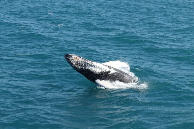 Reykjavik: Whale Watching and Puffin Excursion - Amenities and Provisions