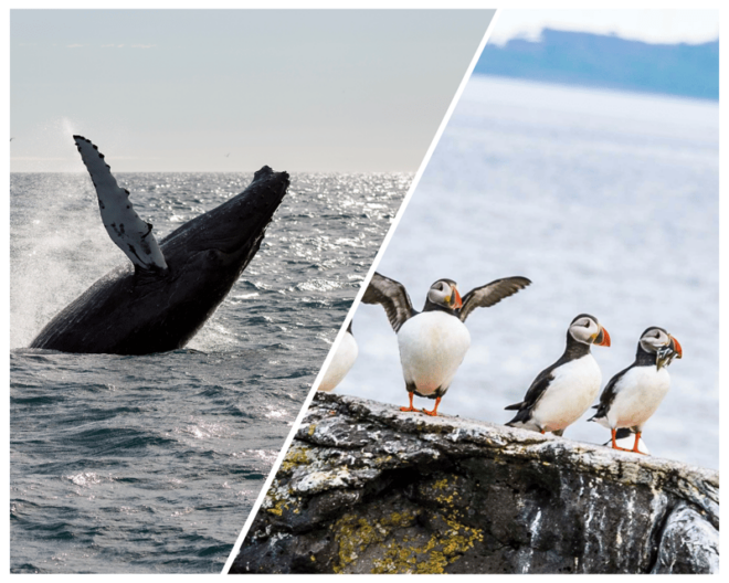 Reykjavik: Whale Watching and Puffin Excursion - Meeting Point and Arrival