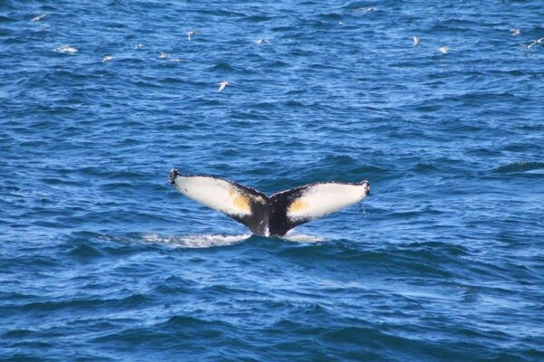 Reykjavik: Whale Watching and Puffin Excursion - Customer Ratings and Reviews
