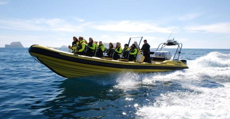 Reykjavik: Whale Watching by RIB Speedboat - Activity Details