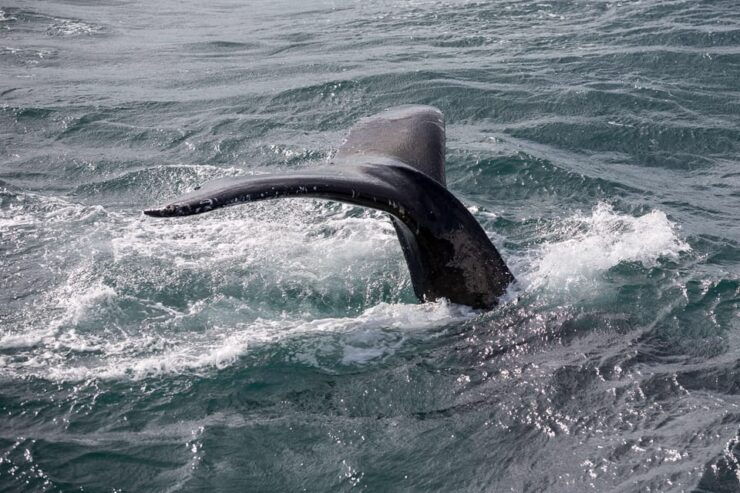 Reykjavík: Whale Watching Cruise and FlyOver Combo Ticket - Good To Know