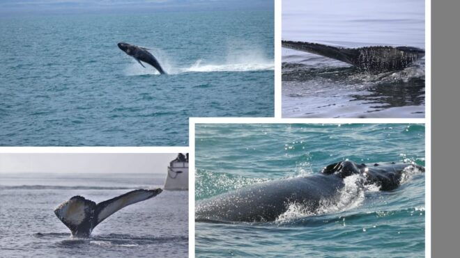 Reykjavík: Whale Watching Cruise and FlyOver Combo Ticket - Ticket Inclusions