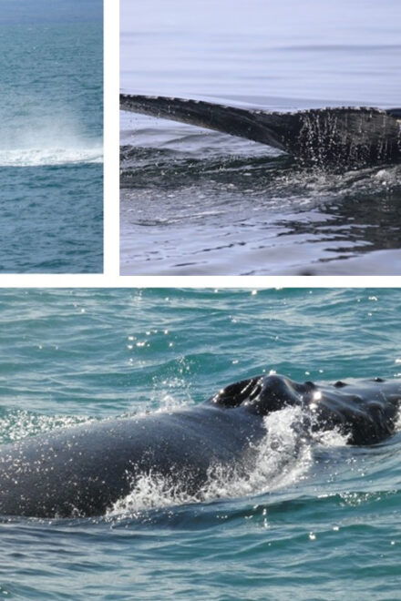 Reykjavík: Whale Watching Cruise and FlyOver Combo Ticket - Participant Eligibility