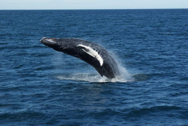 Reykjavík: Whale Watching Cruise and FlyOver Combo Ticket - Cancellation Policy