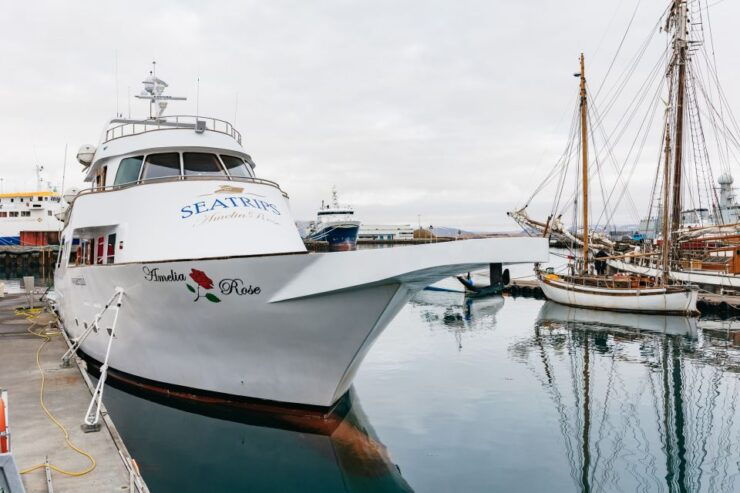 Reykjavík: Whale Watching Cruise on the Amelia Rose Yacht - Activity Details