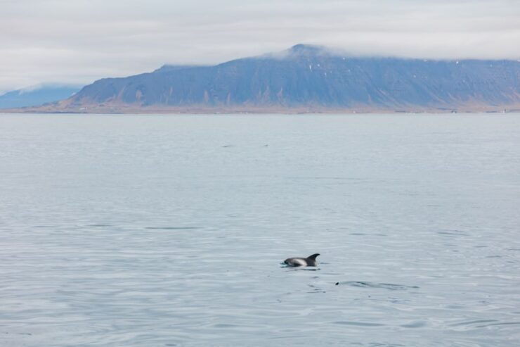 Reykjavík: Whale Watching Cruise on the Amelia Rose Yacht - Experience Highlights