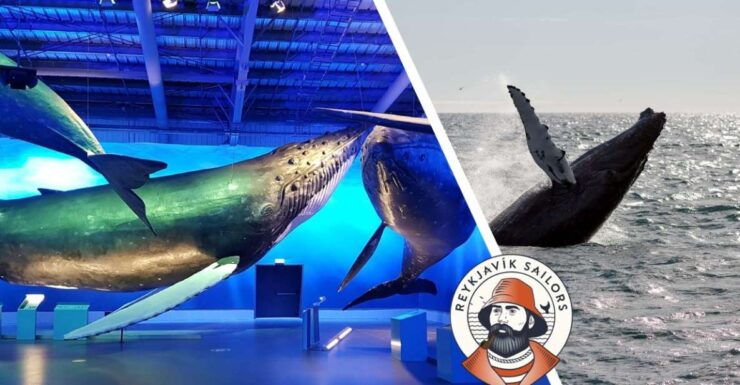 Reykjavik: Whale Watching Excursion & Whale Exhibition - Activity Details