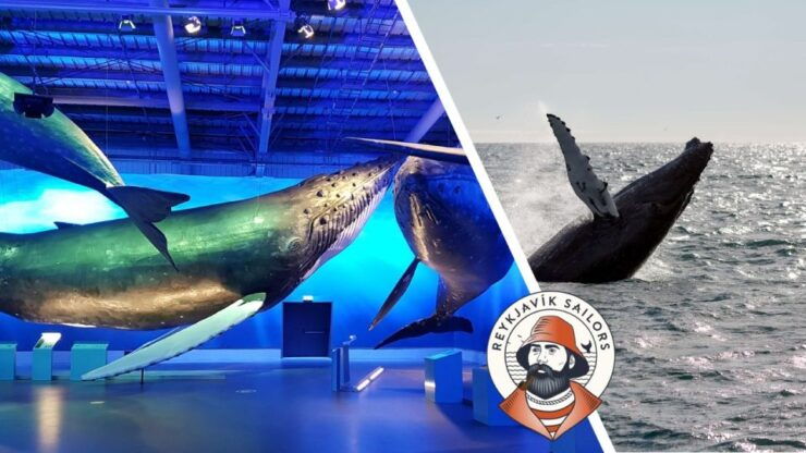 Reykjavik: Whale Watching Excursion & Whale Exhibition - Booking Information