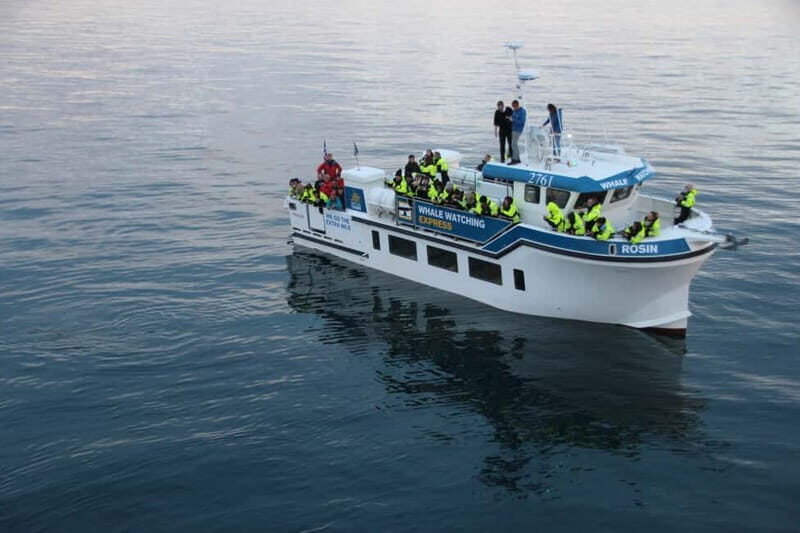 Reykjavik: Whale Watching Express - Good To Know