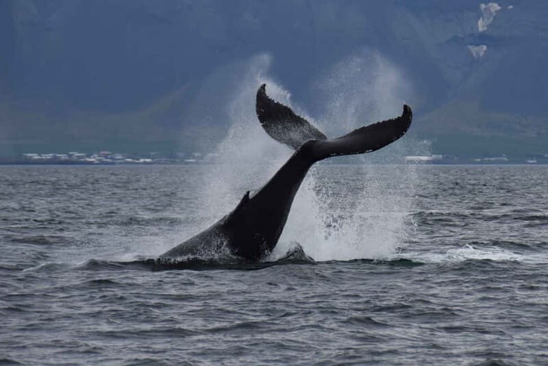Reykjavik: Whale Watching Express - Final Thoughts — Is It Worth It?