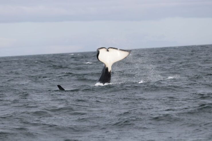 Reykjavik: Whale Watching in Faxaflói Bay & Live Lava Show - Activity Details