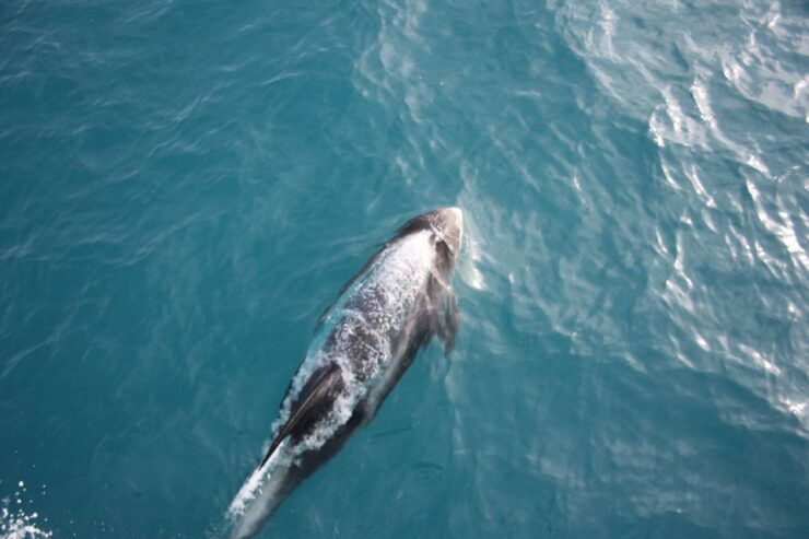 Reykjavik: Whale Watching in Faxaflói Bay & Live Lava Show - Whale Watching Experience