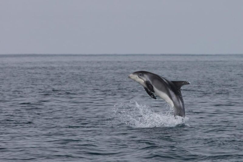 Reykjavik: Whale Watching & Lava Show - Why We Like This Tour