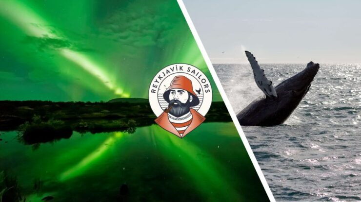 Reykjavik: Whale Watching & Northern Lights Combo Cruise - Experience Highlights