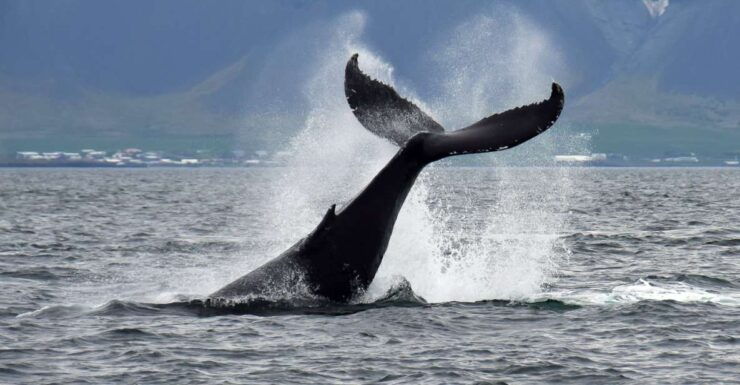 Reykjavik: Whale Watching Tour - Booking Details