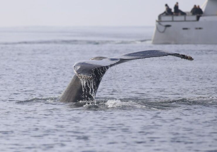 Reykjavik: Whale Watching Tour - Experience Highlights