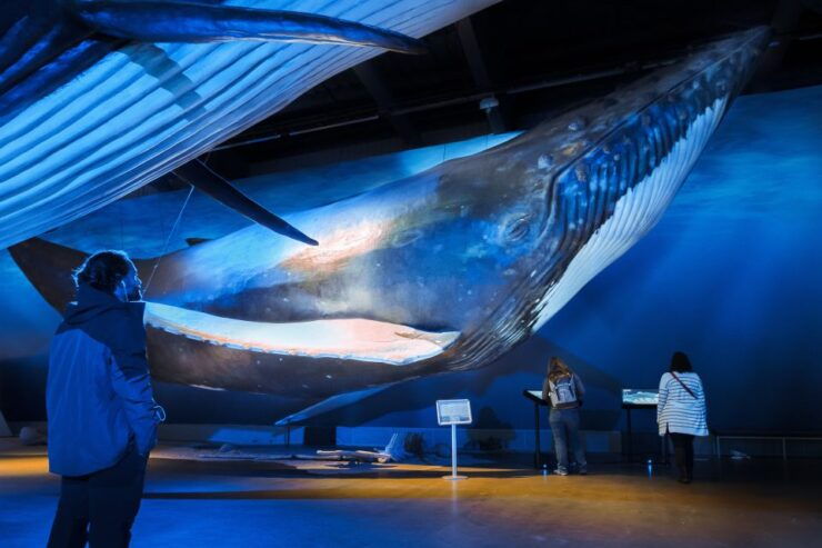 Reykjavik: Whale Watching Tour, Whales of Iceland Exhibition - Experience Highlights