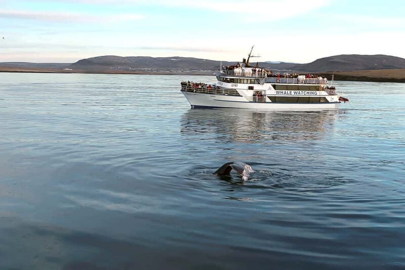 Reykjavik: Whale Watching Tour with Expert Guide - An Introduction to Reykjavik’s Whale Watching Experience