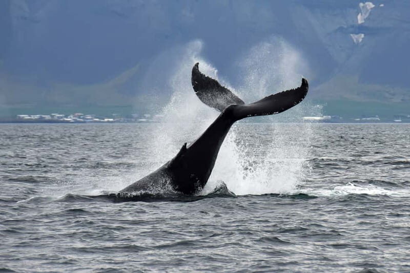 Reykjavik: Whale Watching Tour with Expert Guide - The Itinerary and Experience