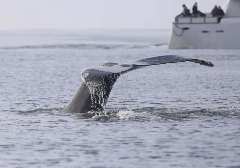 Reykjavik: Whale Watching Tour with Expert Guide - FAQs