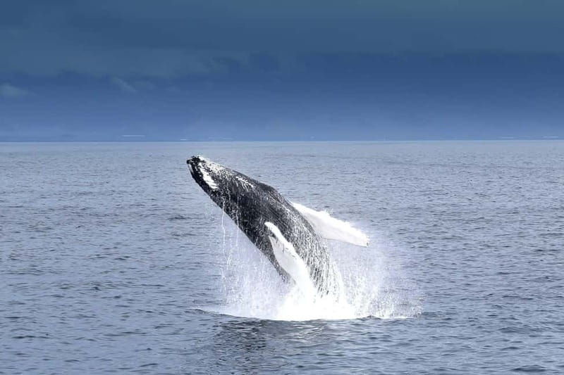 Reykjavik: Whale Watching Tour with Expert Guide - The Value of This Tour