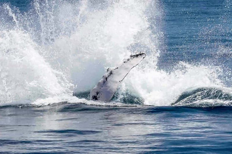 Reykjavik: Whale Watching Tour with Expert Guide - FAQ