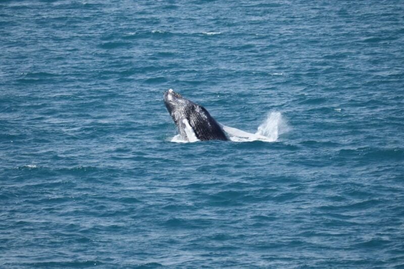 Reykjavik: Whale Watching Tour with Express Option - Good To Know
