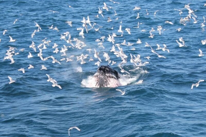 Reykjavik: Whale Watching Tour with Express Option - An In-Depth Look at the Itinerary