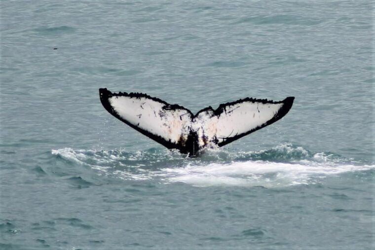 Reykjavik: Whale Watching Tour with Express Option - What’s Included and What to Expect