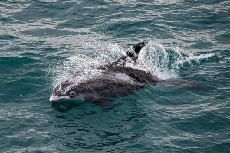 Reykjavik: Whale Watching Tour with Express Option - The Sum Up