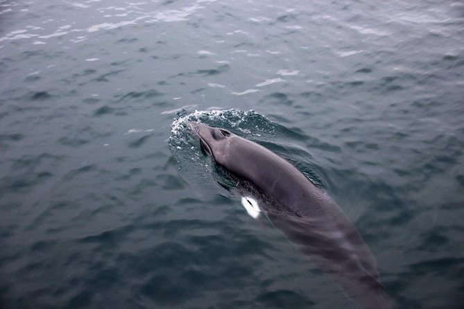 Reykjavik Whale-Watching Tour With Whales of Iceland Visit - Experienced Biologist on Whale Watching Tour