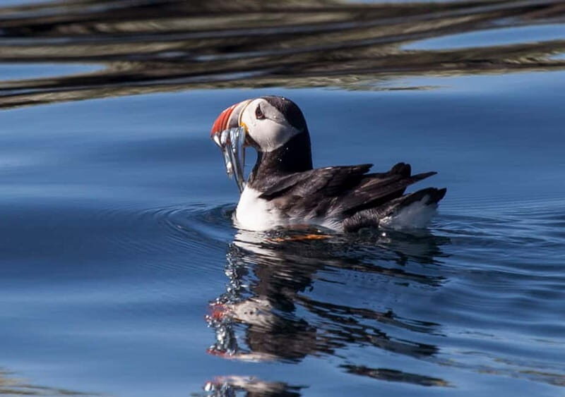 Reykjavik: Whales and Puffins Express Cruise Combo Tour - An In-Depth Look at the Tour Experience