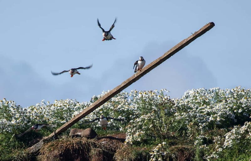 Reykjavik: Whales and Puffins Express Cruise Combo Tour - FAQs