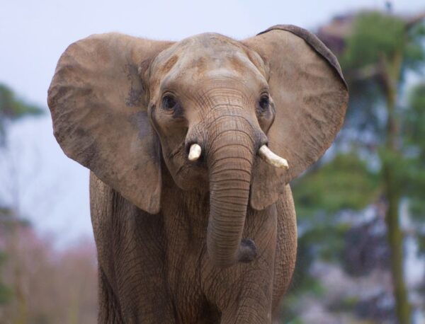 Rhenen: Ouwehands Zoo Entry Ticket - Free Cancellation
