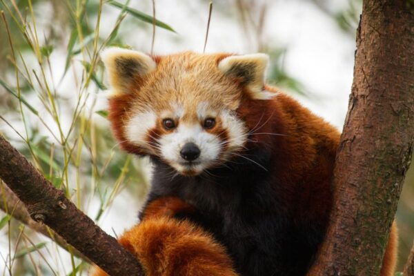 Rhenen: Ouwehands Zoo Entry Ticket - Reserve Now, Pay Later