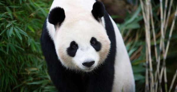Rhenen: Ouwehands Zoo Entry Ticket - Highlights and Attractions