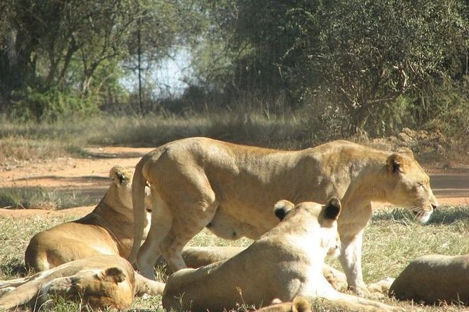 Rhino and Lion Nature Reserve - Breeding Programs at the Reserve