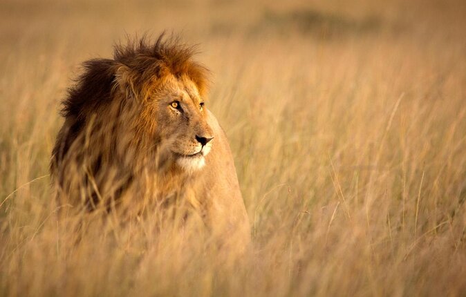 Rhino and Lion Nature Reserve Safari Tour From Johannesburg - Meeting and Pickup