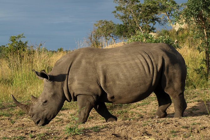 Rhino and Lion Park Guided Closest Safari Reserve to Johannesburg and Pretoria - Pricing and Booking Details