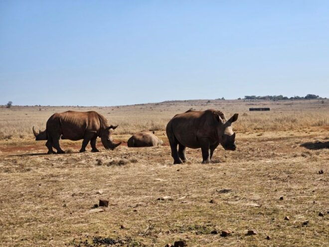 Rhino and Lion Park (Safari) and Cradle (Maropeng Museum) - Customer Review