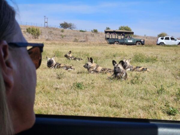 Rhino and Lion Park (Safari) and Cradle (Maropeng Museum) - Frequently Asked Questions