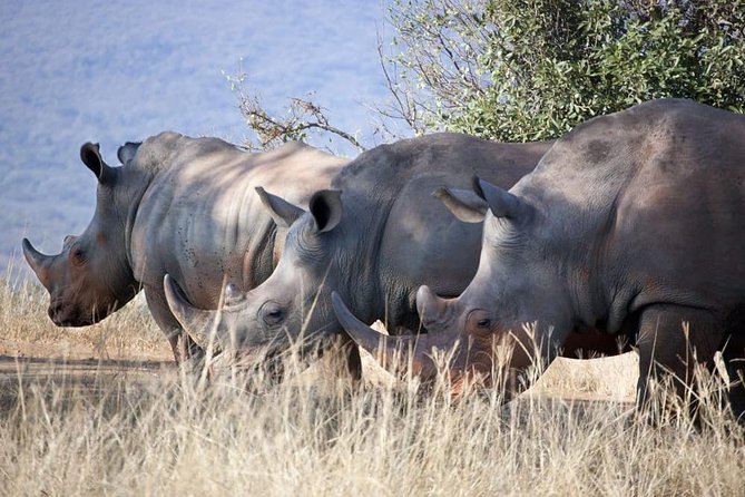 Rhino and Lion Special Sundays. - Activities and Attractions Included in Rhino and Lion Special Sundays