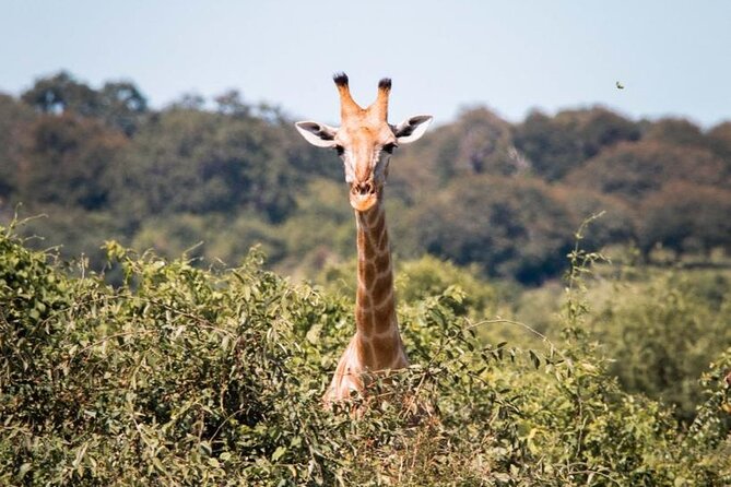 Rhino Game Drive - Customer Reviews