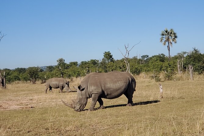 Rhino Game Drive - The Sum Up