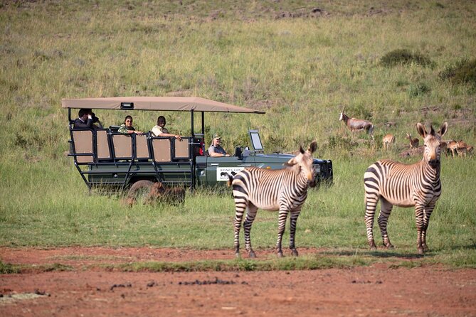 Rhino & Lion Nature Reserve - Wildlife at Rhino & Lion Nature Reserve