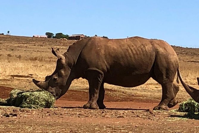 Rhino & Lion Nature Reserve - Day Trip Option