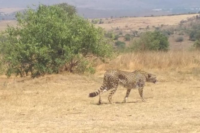 Rhino & Lion Nature Reserve - Big Five and Game Species