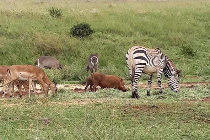 Rhino & Lion Nature Reserve - Cancellation Policy